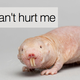 Image for article titled 10 Reasons Naked Mole Rats Will Inherit the Earth